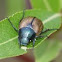 Margined Vine chafer 