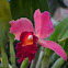 Orquidea