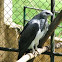 Black-chested Buzzard-Eagle