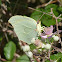 Cleopatra butterfly