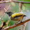 Grey-backed camaroptera