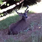 Deer (Black Tail)