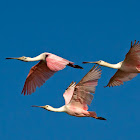 Roseate Spoonbill