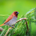 Scaly-breasted Munia