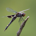 Black Saddlebags dragonfly