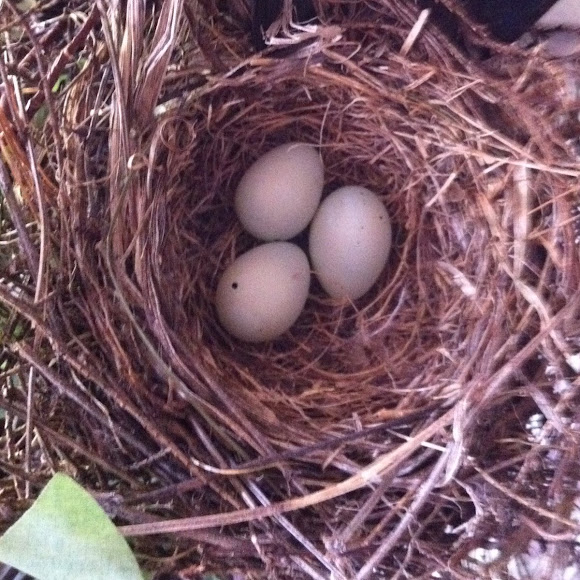 Spotting Image 1