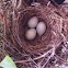 Purple finch