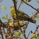 Yellow-footed Green Pigeon