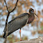 Abdim's Stork