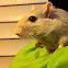 Gerbil