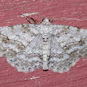 Small Engrailed