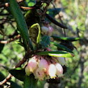 Mission Manzanita