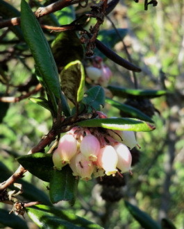 Spotting Image 1