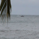 Yubarta