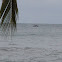 Yubarta