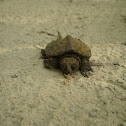 Common Snapping Turtle