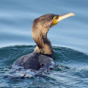 Great Cormorant