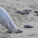 Kemp's ridley sea turtle