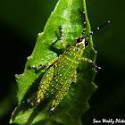 Small Speckled Lime Green Grasshopper Nymph
