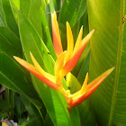 Heliconia