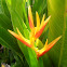 Heliconia