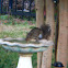 Eastern Gray Squirrel