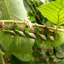 Umbrosa Silkworm