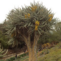Kokerboom