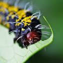 Unknown caterpillar