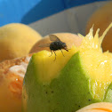 Fly