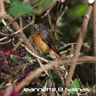 Common Redstart