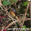 Common Redstart