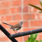 Bewick Wren