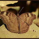 Chocolate Pansy