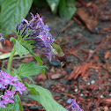 humming bird moth