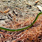 Rough Green Snake