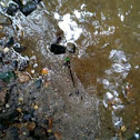 Emerald dragonfly (female, oviposition)
