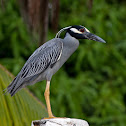 Yellow-crowned Night-Heron
