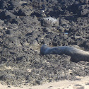 Hawaiian monk seal