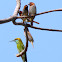 Scaly-breasted Munia