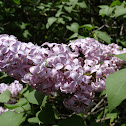 Lilac