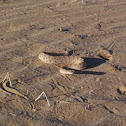 Colorado Desert Sidewinder