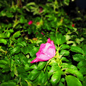 Arctic Rose