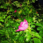 Arctic Rose