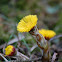 Coltsfoot