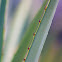 Agave