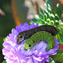 Elephant Hawk Moth