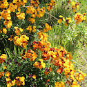 serbarian wall flower