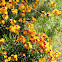 serbarian wall flower