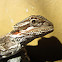 Beared Dragon